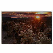 Cholla Gardens Postcard