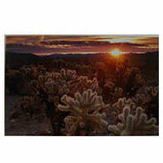 Cholla gardens J. Long Phtography
