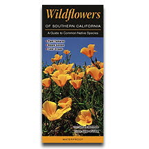 Wildflowers of Southern California